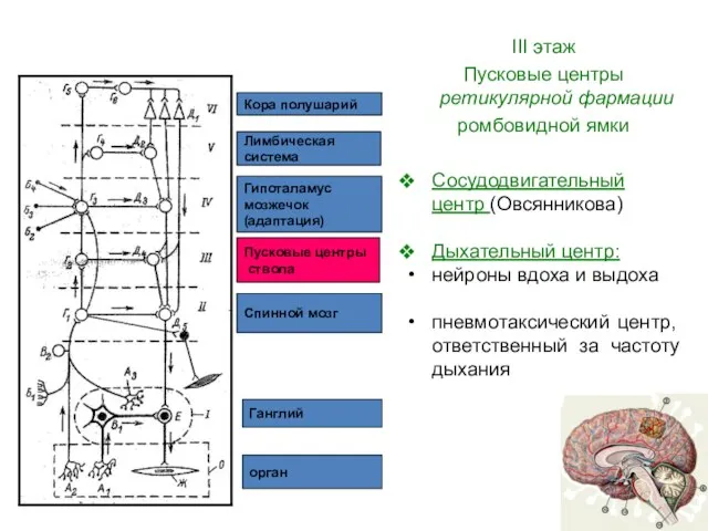 орган Ганглий Спинной мозг Пусковые центры ствола Гипоталамус мозжечок (адаптация) Лимбическая система