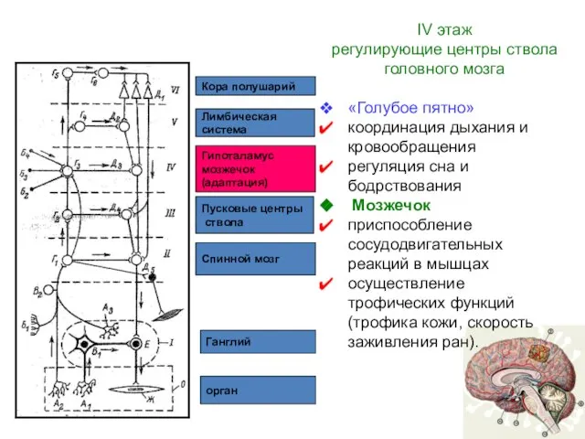 орган Ганглий Спинной мозг Пусковые центры ствола Гипоталамус мозжечок (адаптация) Лимбическая система