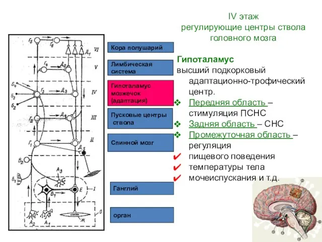 орган Ганглий Спинной мозг Пусковые центры ствола Гипоталамус мозжечок (адаптация) Лимбическая система