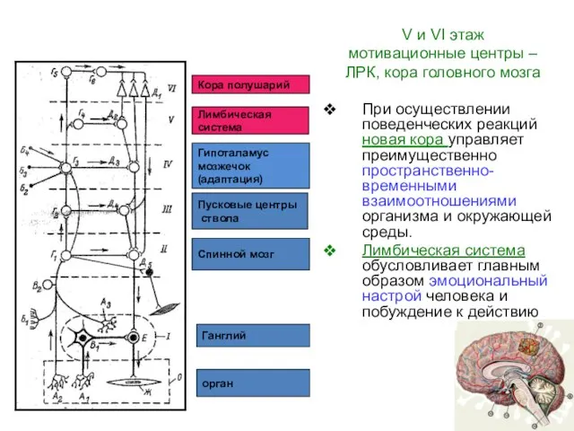 орган Ганглий Спинной мозг Пусковые центры ствола Гипоталамус мозжечок (адаптация) Лимбическая система