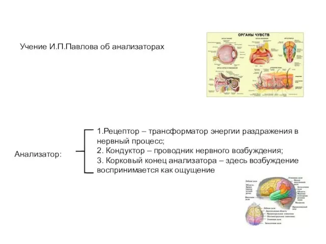 Учение И.П.Павлова об анализаторах Анализатор: 1.Рецептор – трансформатор энергии раздражения в нервный