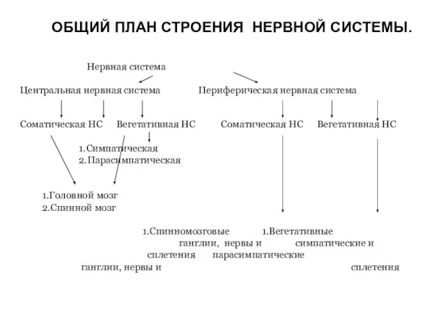 ОБЩИЙ ПЛАН СТРОЕНИЯ НЕРВНОЙ СИСТЕМЫ. Нервная система Центральная нервная система Периферическая нервная