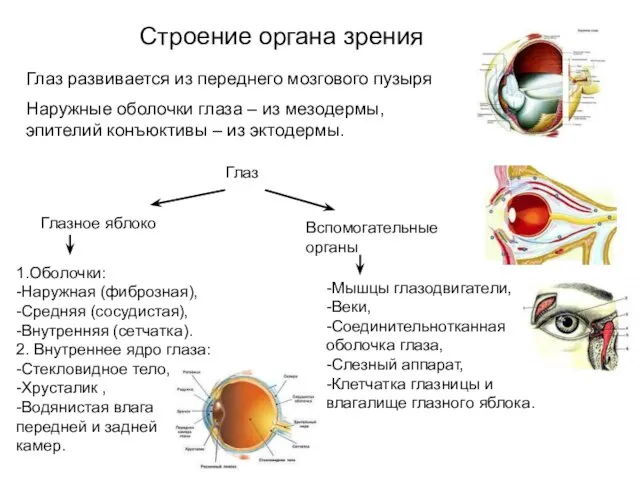 Строение органа зрения Глаз развивается из переднего мозгового пузыря Наружные оболочки глаза