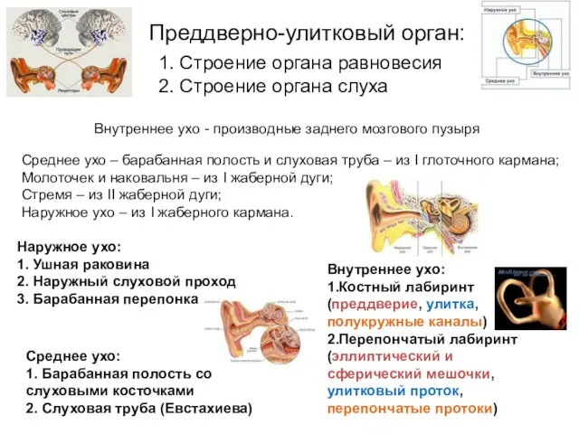 1. Строение органа равновесия 2. Строение органа слуха Преддверно-улитковый орган: Внутреннее ухо