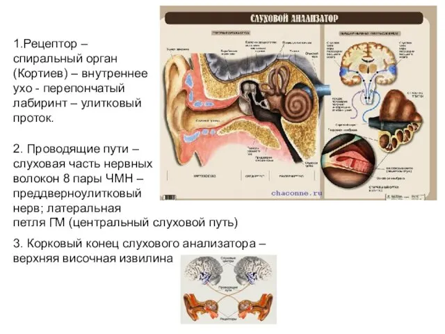 1.Рецептор – спиральный орган (Кортиев) – внутреннее ухо - перепончатый лабиринт –