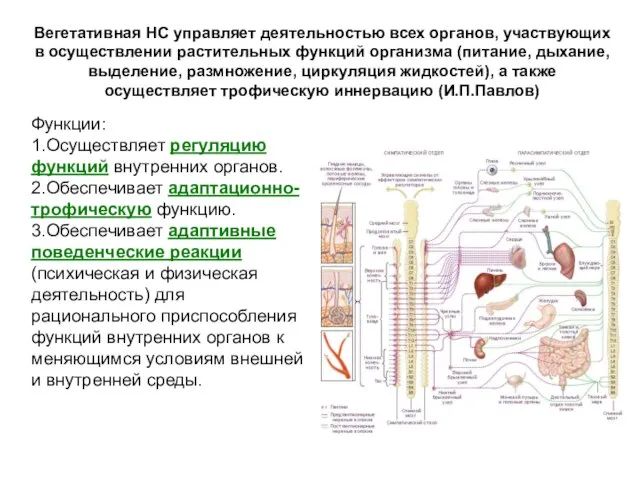 Функции: 1.Осуществляет регуляцию функций внутренних органов. 2.Обеспечивает адаптационно-трофическую функцию. 3.Обеспечивает адаптивные поведенческие