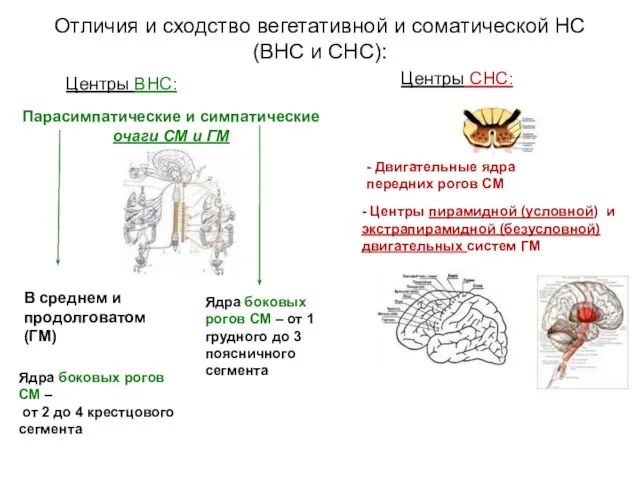 Отличия и сходство вегетативной и соматической НС (ВНС и СНС): Центры ВНС: