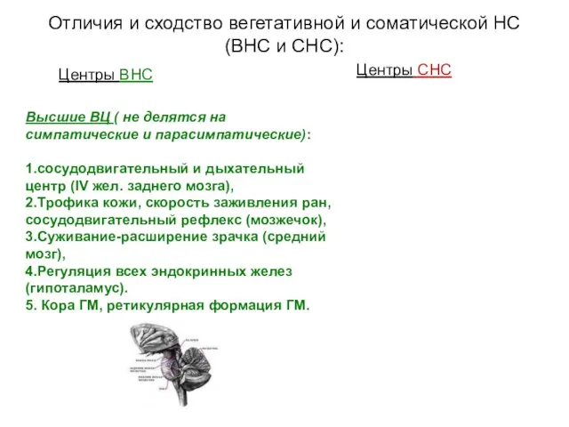 Отличия и сходство вегетативной и соматической НС (ВНС и СНС): Центры ВНС