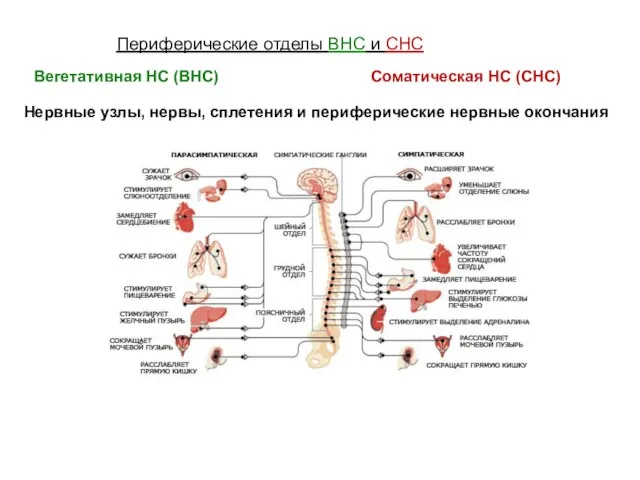 Периферические отделы ВНС и СНС Нервные узлы, нервы, сплетения и периферические нервные