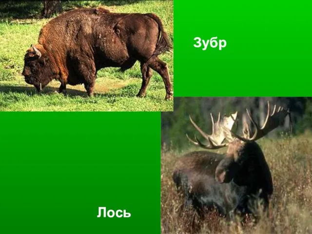 Лось Зубр