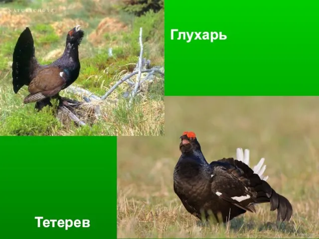 Тетерев Глухарь