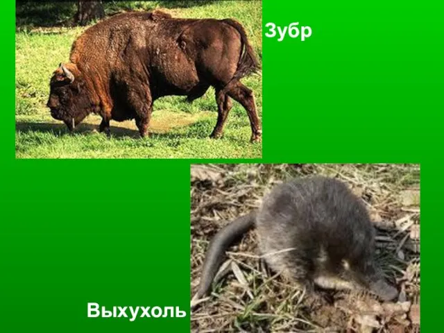 Зубр Выхухоль