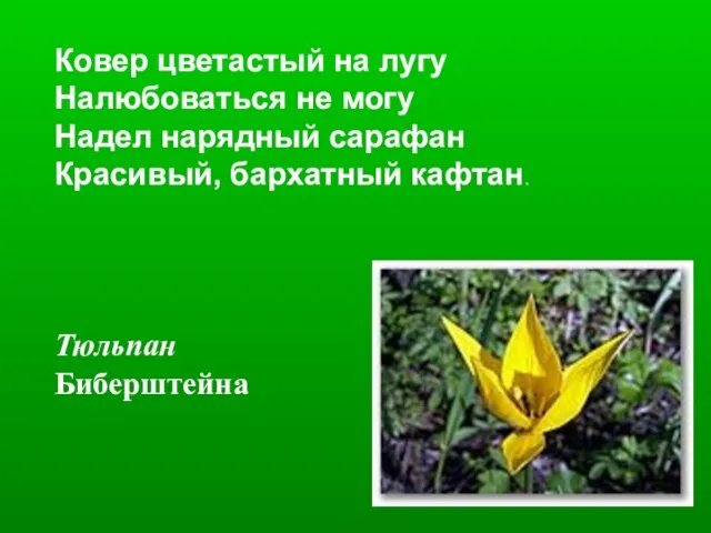 Ковер цветастый на лугу Налюбоваться не могу Надел нарядный сарафан Красивый, бархатный кафтан. Тюльпан Биберштейна