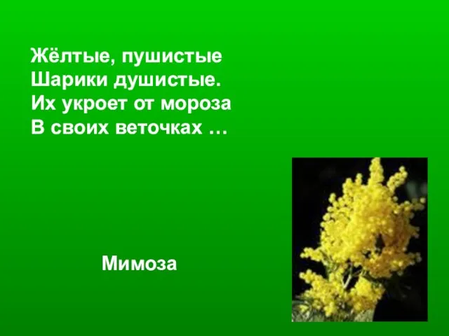 Жёлтые, пушистые Шарики душистые. Их укроет от мороза В своих веточках … Мимоза