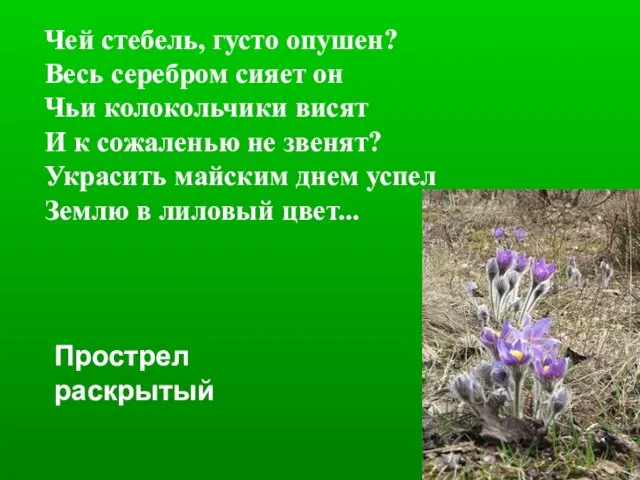 Чей стебель, густо опушен? Весь серебром сияет он Чьи колокольчики висят И