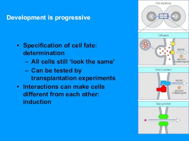 Development is progressive Specification of cell fate: determination All cells still ‘look