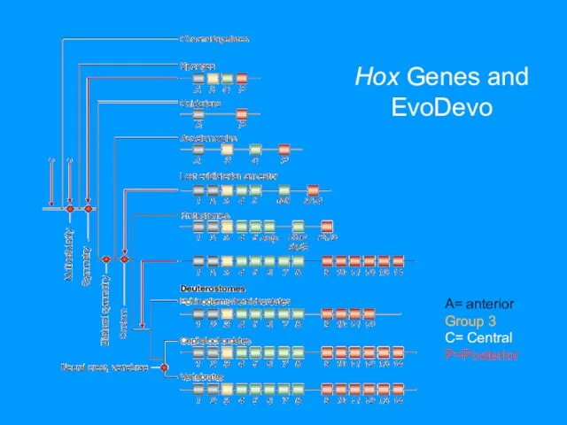 Hox Genes and EvoDevo A= anterior Group 3 C= Central P=Posterior