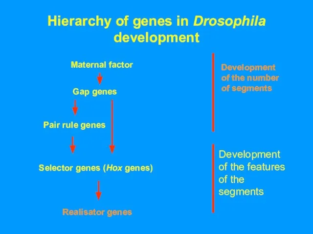 Hierarchy of genes in Drosophila development Maternal factor Development of the number of segments