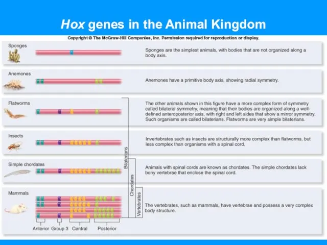Hox genes in the Animal Kingdom