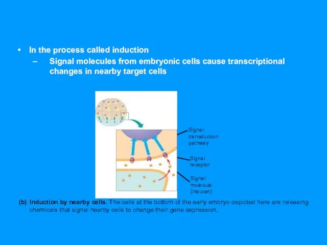 In the process called induction Signal molecules from embryonic cells cause transcriptional