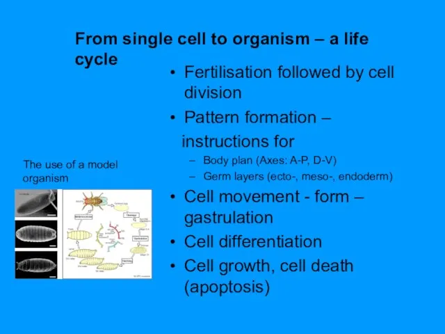 From single cell to organism – a life cycle The use of