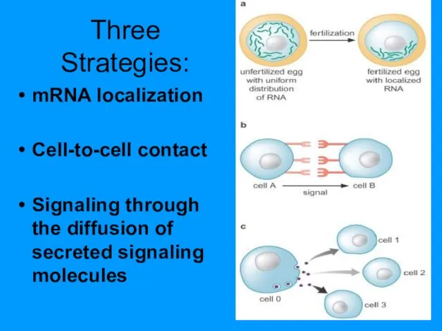 Three Strategies: mRNA localization Cell-to-cell contact Signaling through the diffusion of secreted signaling molecules