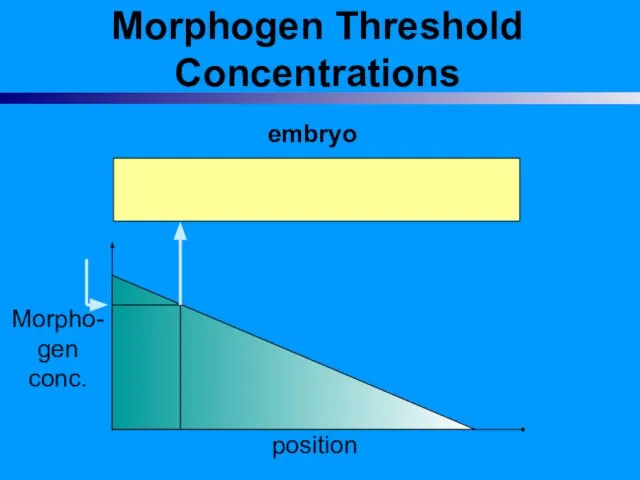 Morphogen Threshold Concentrations embryo