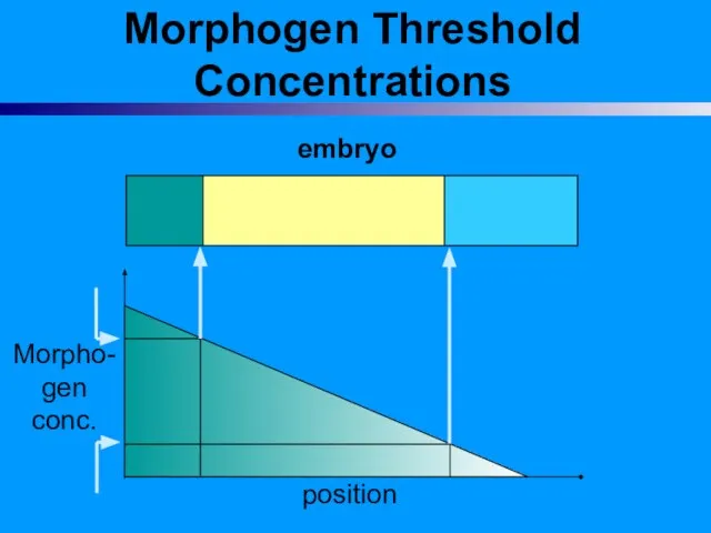 Morphogen Threshold Concentrations embryo Morpho- gen conc. position