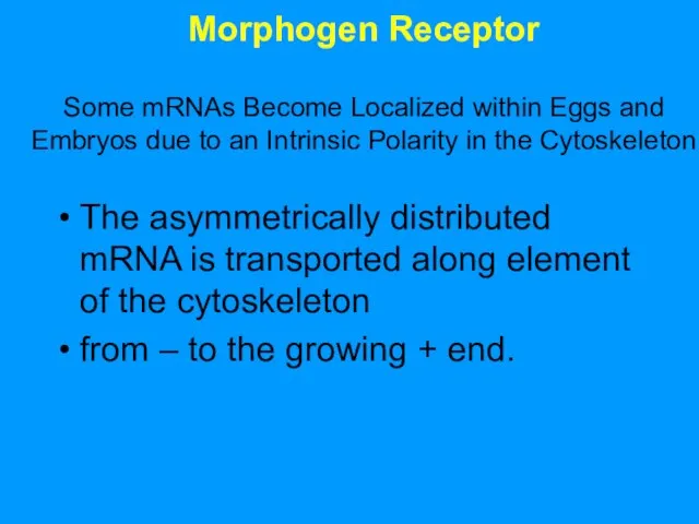 Morphogen Receptor Some mRNAs Become Localized within Eggs and Embryos due to