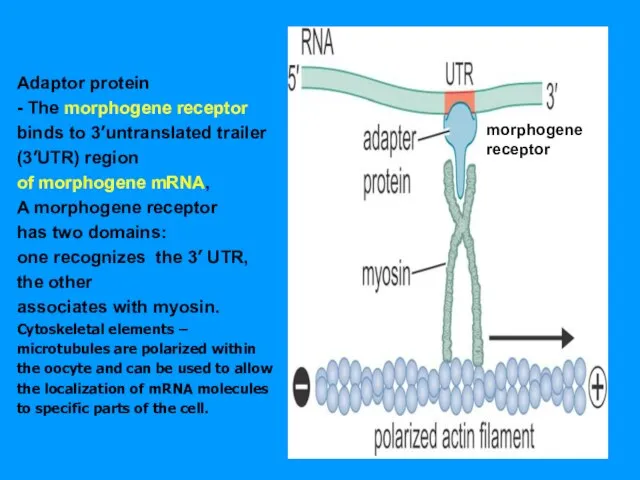 Adaptor protein - The morphogene receptor binds to 3’untranslated trailer (3’UTR) region