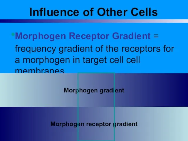 Influence of Other Cells Morphogen Receptor Gradient = frequency gradient of the