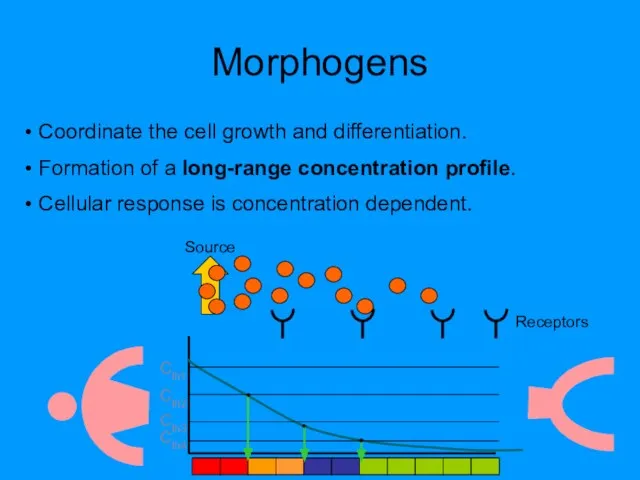 Morphogens Coordinate the cell growth and differentiation. Formation of a long-range concentration
