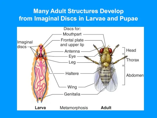 Many Adult Structures Develop from Imaginal Discs in Larvae and Pupae