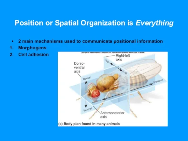 Position or Spatial Organization is Everything 2 main mechanisms used to communicate