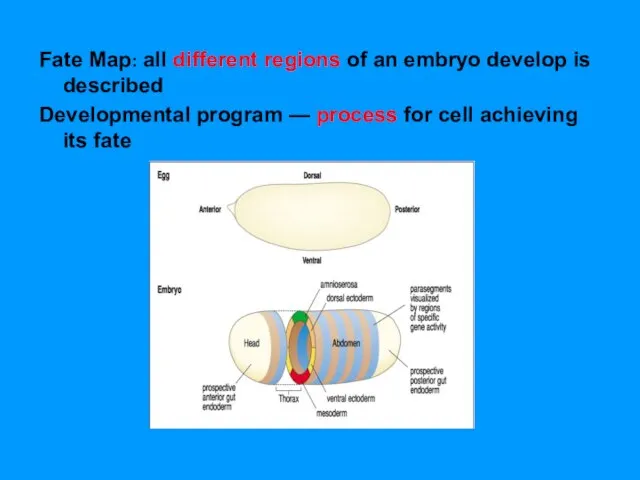 Fate Map: all different regions of an embryo develop is described Developmental
