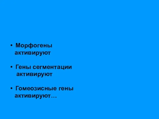 Морфогены активируют Гены сегментации активируют Гомеозисные гены активируют…