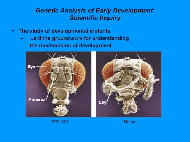 Genetic Analysis of Early Development: Scientific Inquiry The study of developmental mutants