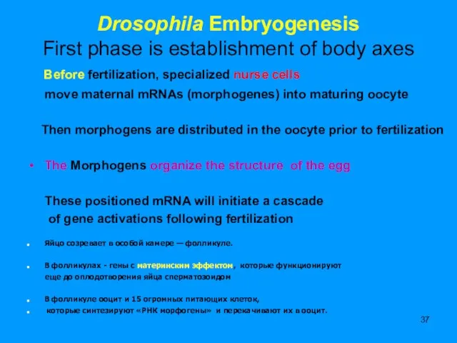 Drosophila Embryogenesis First phase is establishment of body axes Before fertilization, specialized
