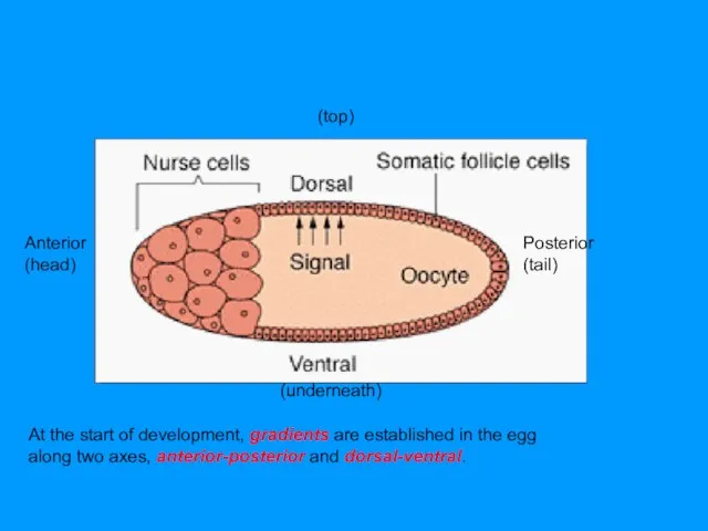 At the start of development, gradients are established in the egg along