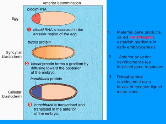 Maternal gene products, called morphogens, establish gradients in early embryogenesis. 2. Anterior-posterior