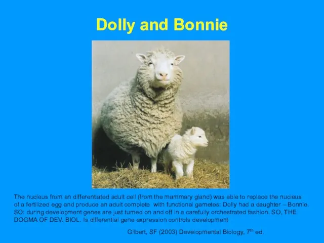 Dolly and Bonnie Gilbert, SF (2003) Developmental Biology, 7th ed. The nucleus