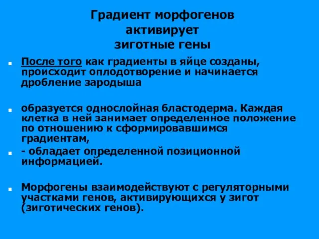 Градиент морфогенов активирует зиготные гены После того как градиенты в яйце созданы,