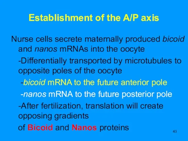 Establishment of the A/P axis Nurse cells secrete maternally produced bicoid and