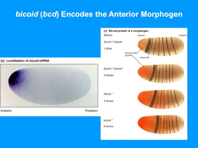 bicoid (bcd) Encodes the Anterior Morphogen .
