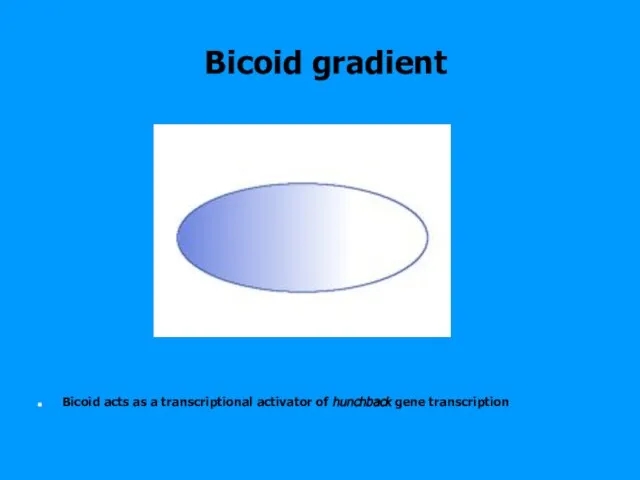 Bicoid gradient Bicoid acts as a transcriptional activator of hunchback gene transcription