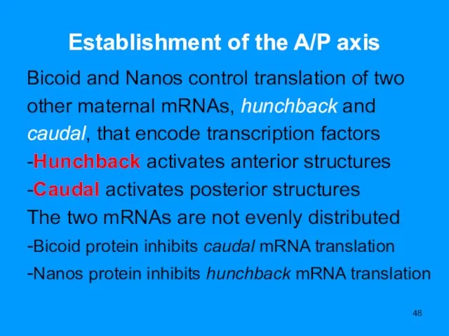 Establishment of the A/P axis Bicoid and Nanos control translation of two