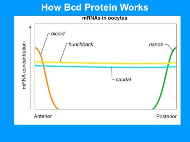 How Bcd Protein Works
