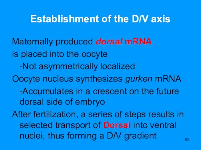 Establishment of the D/V axis Maternally produced dorsal mRNA is placed into