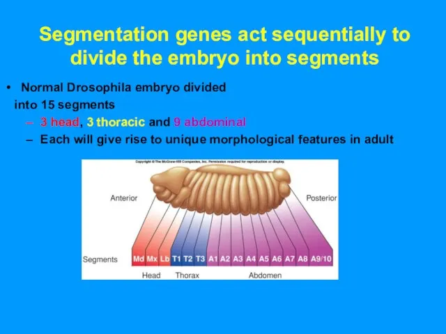 Segmentation genes act sequentially to divide the embryo into segments Normal Drosophila