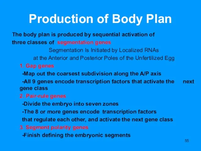 Production of Body Plan The body plan is produced by sequential activation